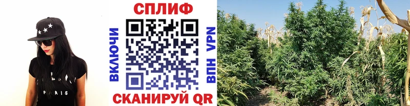 Каннабис конопля  как найти закладки  Сосенский 